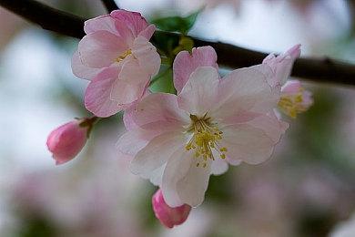 《ICO》发售20周年 genDESIGN工作室公开游戏早期开发视频